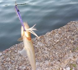 いろいろ釣り歩いたが