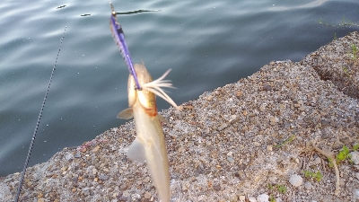 いろいろ釣り歩いたが