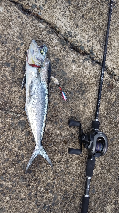 エギングとショアジギング②