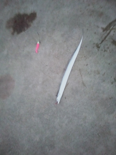 タチウオワインド