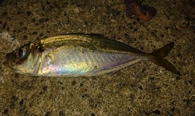 久々のアジング