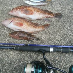 キジハタ2匹、小アジ 小カマス