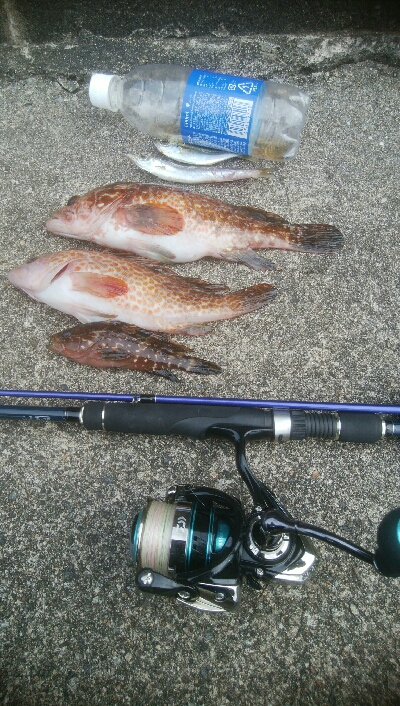 キジハタ2匹、小アジ　小カマス