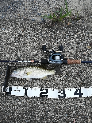 朝一のちょい釣り‼þ…