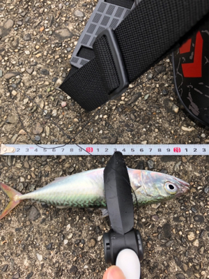 アジング朝練！