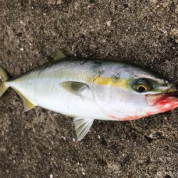 ショアジギング