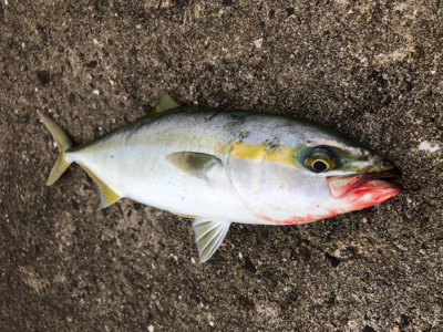 ショアジギング