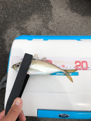 ボラしかいないと思ったけど……