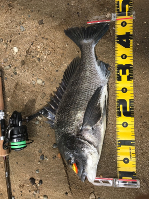 ハゼクラ？チニング？