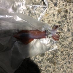 ケンサキイカが釣れてると聞いて…