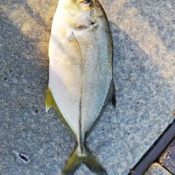 夕マズメ　メッキ