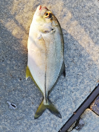 夕マズメ　メッキ