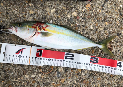 相変わらずツバス狙い