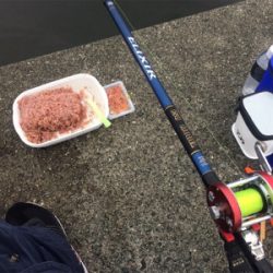 アジの方がいいのに…