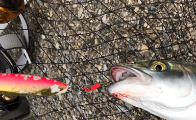 安定のハマチ^ ^