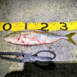 ツバスは少し大きくなってます