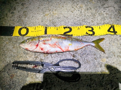 ツバスは少し大きくなってます