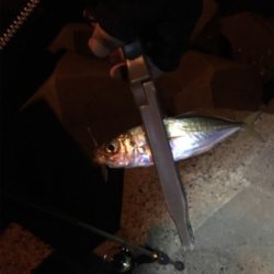 アジングタックルで、アジとアコウ