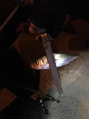 アジングタックルで、アジとアコウ