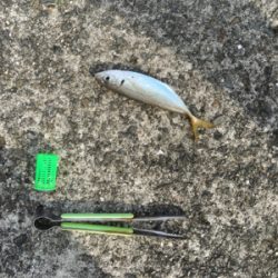 タチウオどこー