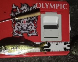 アジング練習12