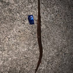 泳がせでアカヤガラ