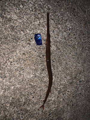 泳がせでアカヤガラ