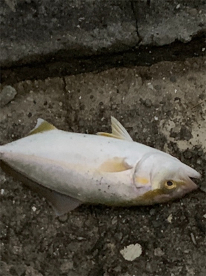 淡路遠征、シオキスチャリコ