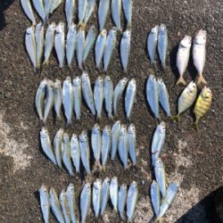 吉田港でサッパ大漁！