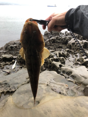 まさかのマゴチ連続ヒット