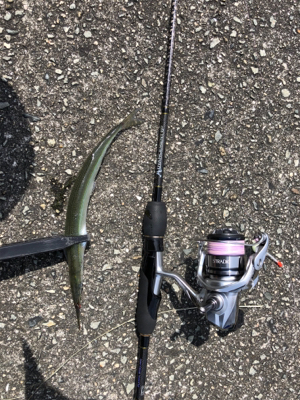 矢倉海岸 アジング   サヨリング