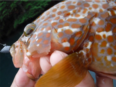 奥能登カヤックパート２