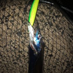 タチウオ、楽しい〜♪