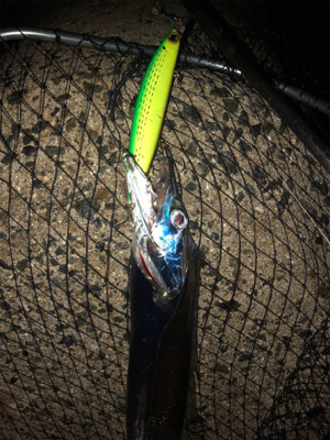 タチウオ、楽しい〜♪