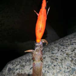 ケンサキイカ⑨