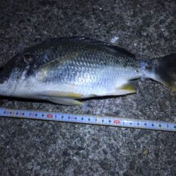 タチウオ狙うも、アタリなし