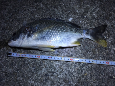 タチウオ狙うも、アタリなし