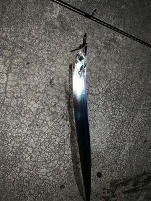 秋タチウオ始動か?