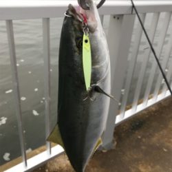 ツバス祭り、ハマチサイズも