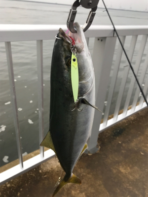 ツバス祭り、ハマチサイズも