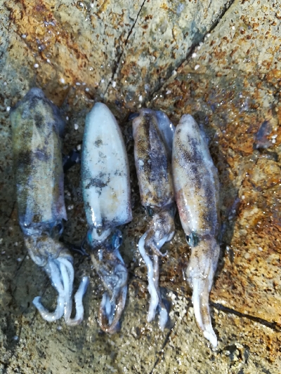 アオリイカ新子調査です。