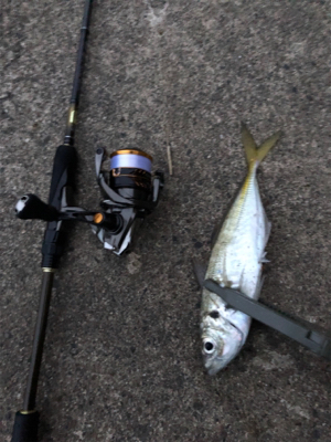 大きいアジきてます