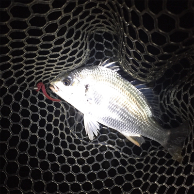 シーバスとキビレ