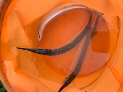 はじめてのサヨリ釣り