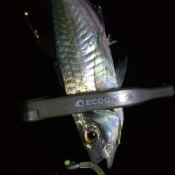 ナイトアジング