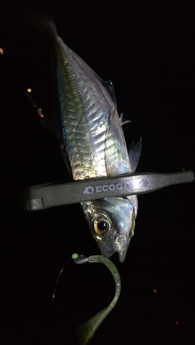 ナイトアジング