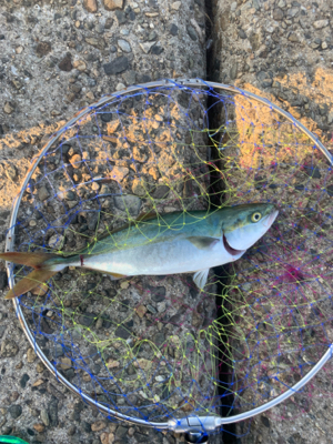 ショアジギング⇨チニング