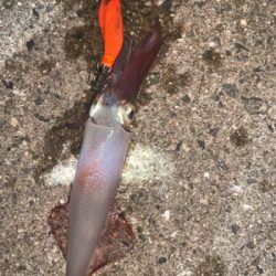 ケンサキイカ⑩