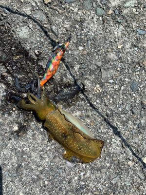 今年初アオリイカ！