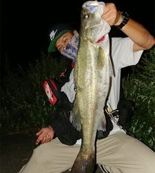 ナイトシーバス